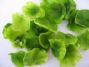 dehydrated lettuce flakes